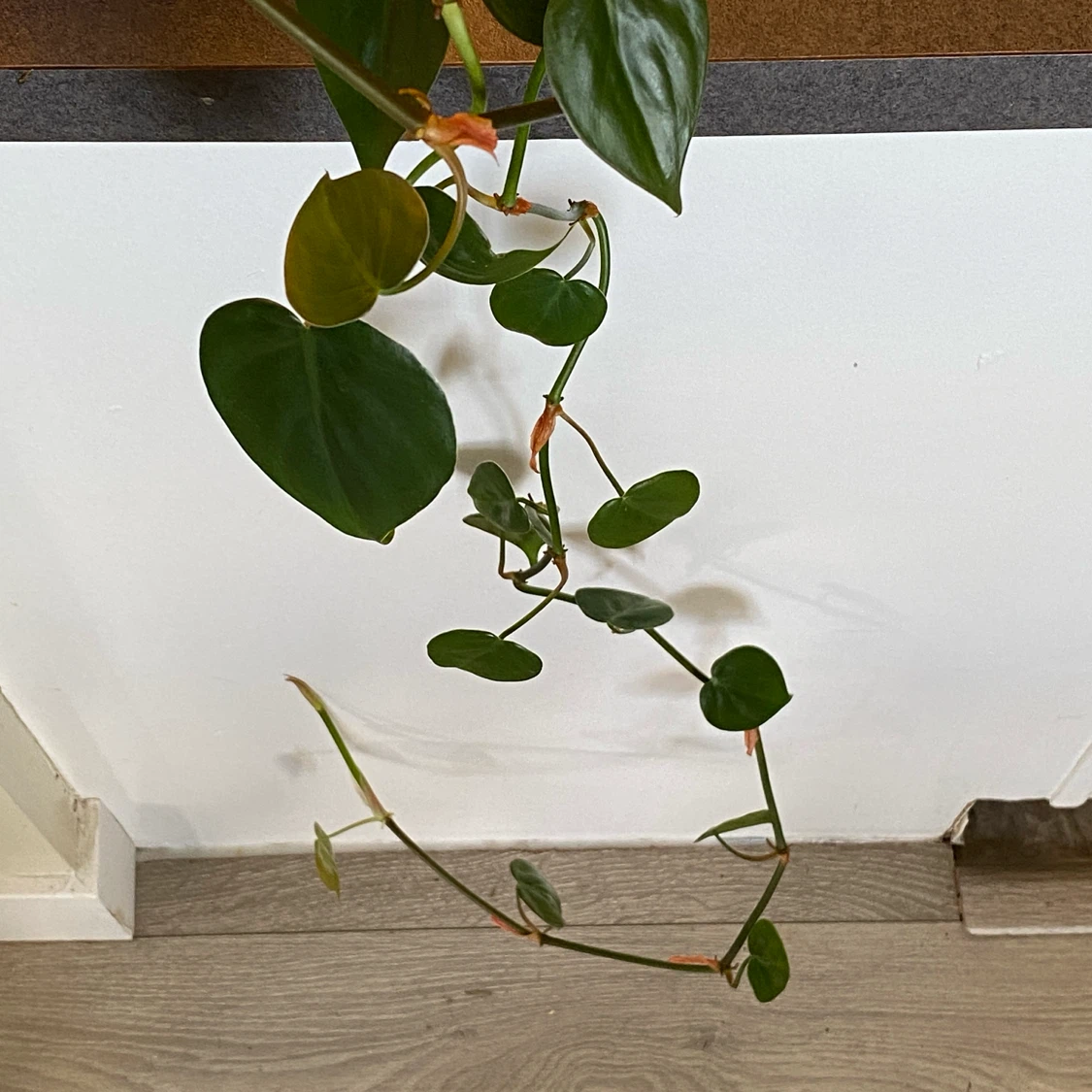 Heartleaf Philodendron Plant - photo 2