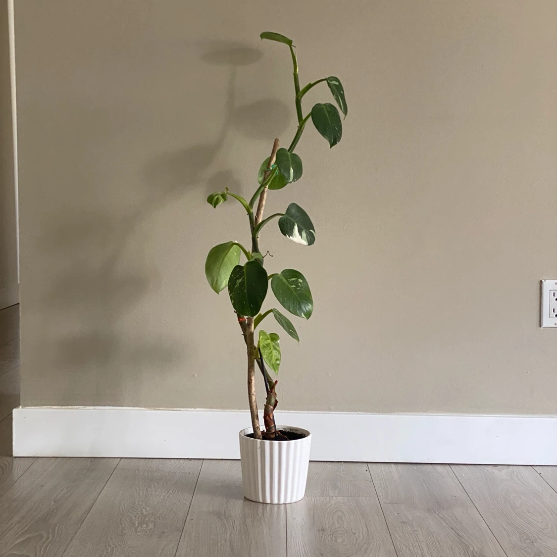 Variegated Philodendron Plant in White Pot