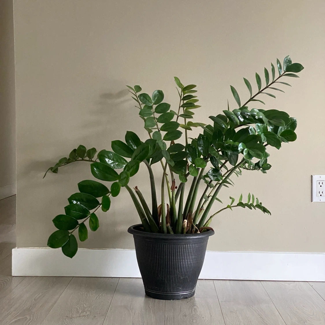 ZZ Plant in Pot