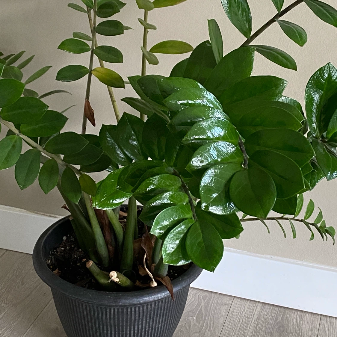 ZZ Plant in Pot - photo 2