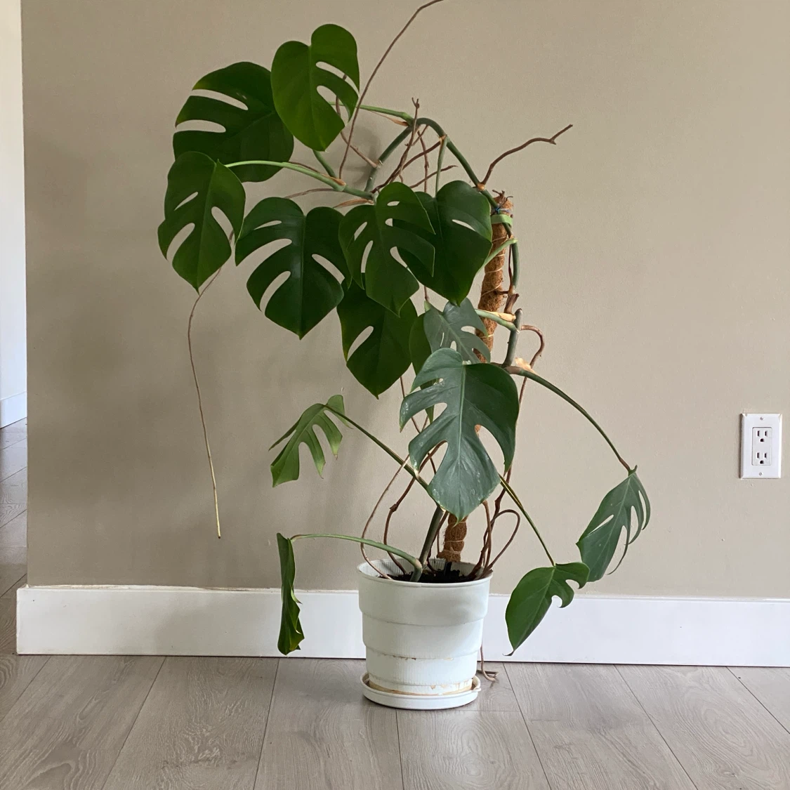 Monstera Deliciosa Plant