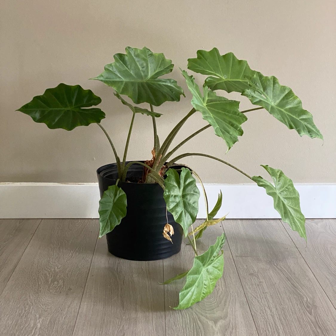 Large Elephant Ear Plant in Black Pot