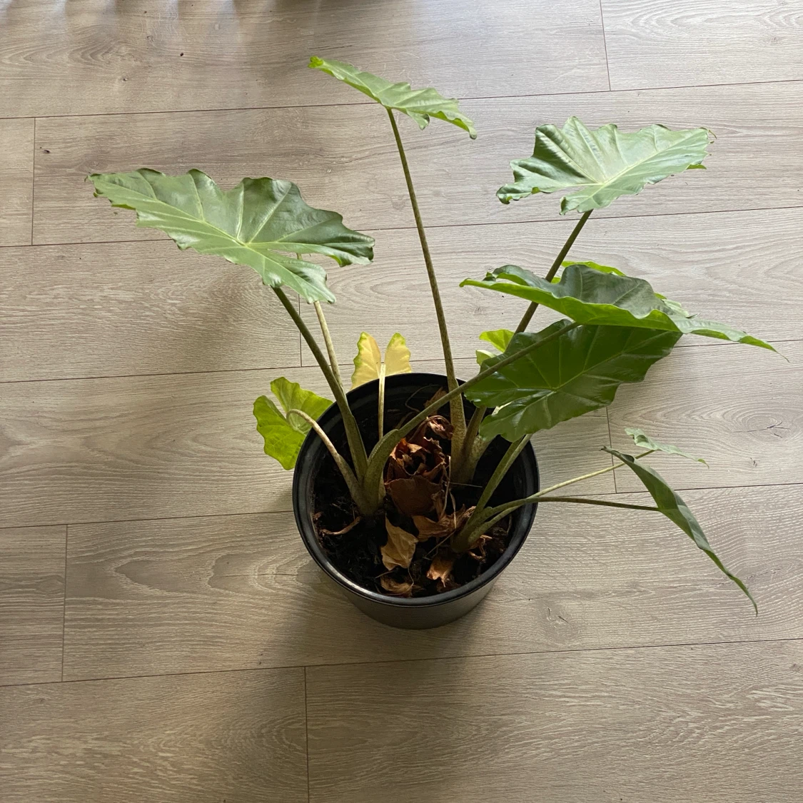 Large Elephant Ear Plant in Black Pot - photo 2
