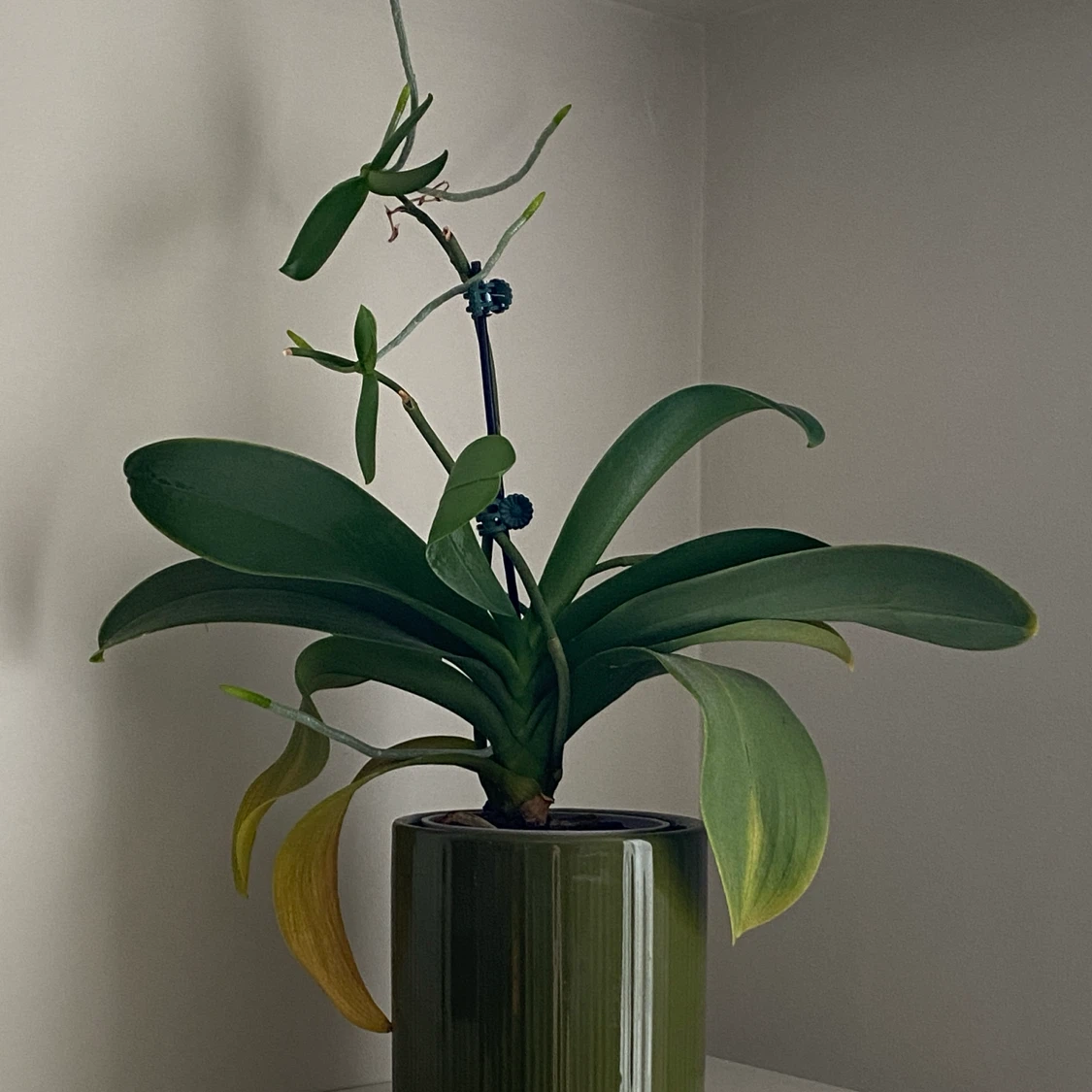 Orchid plant in green pot