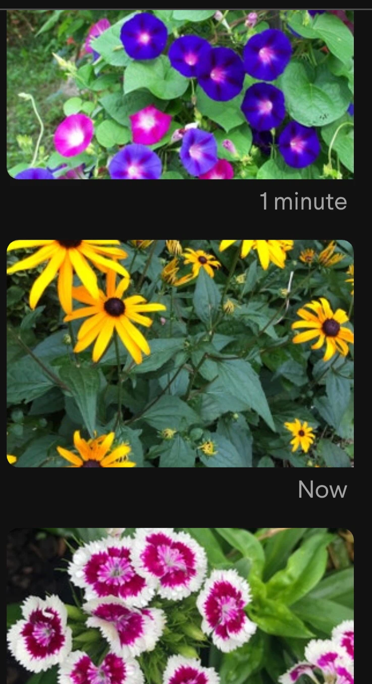 FREE summer plants.