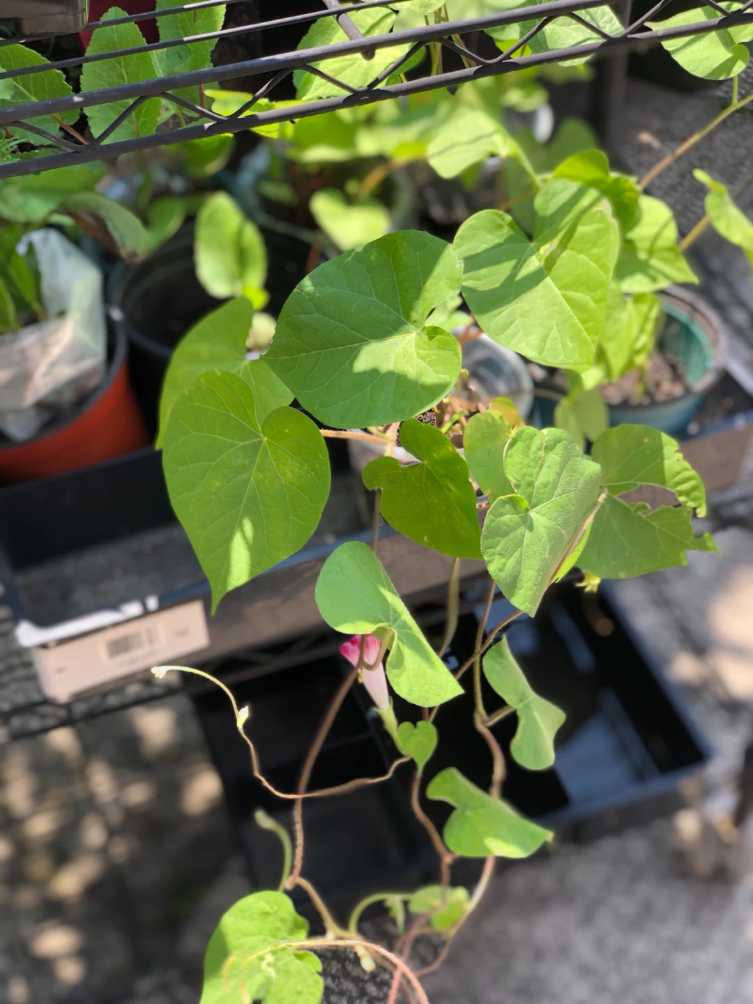 FREE summer plants. - photo 4