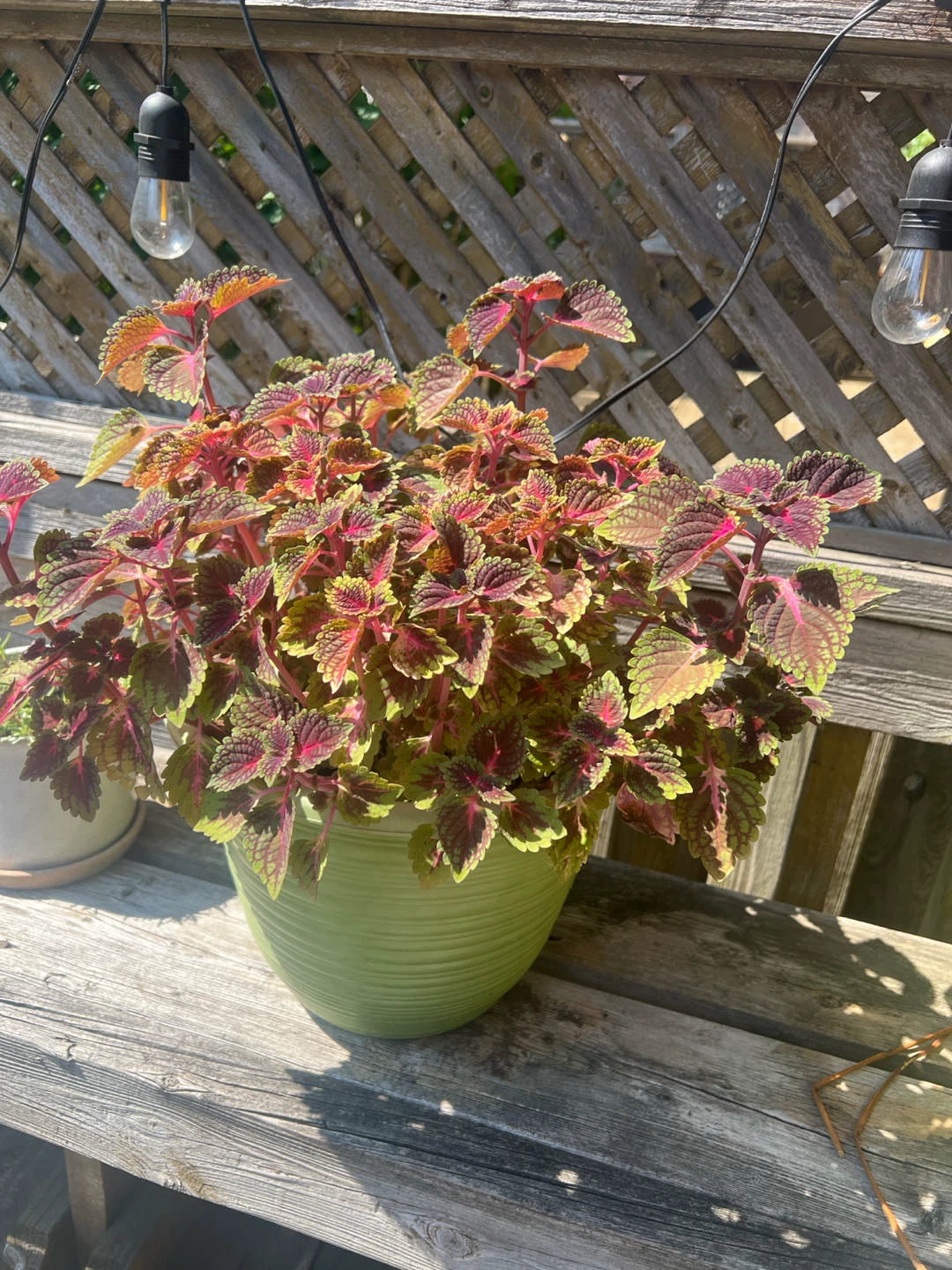 Big Potted Coleus Plant