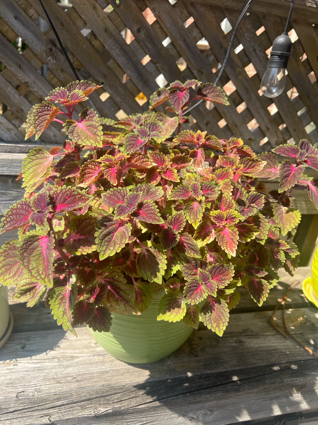 Big Potted Coleus Plant - photo 2