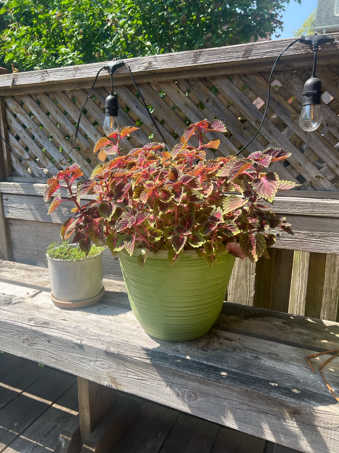 Big Potted Coleus Plant - photo 3