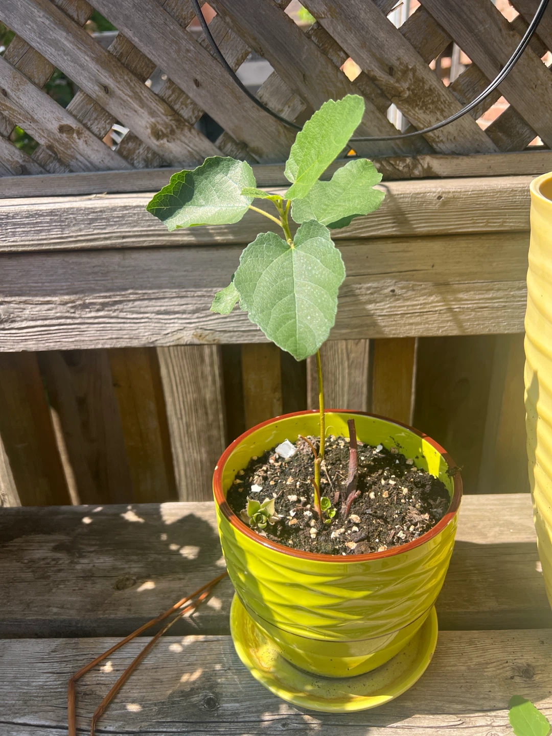 Young Fig Tree Plant in Pot
