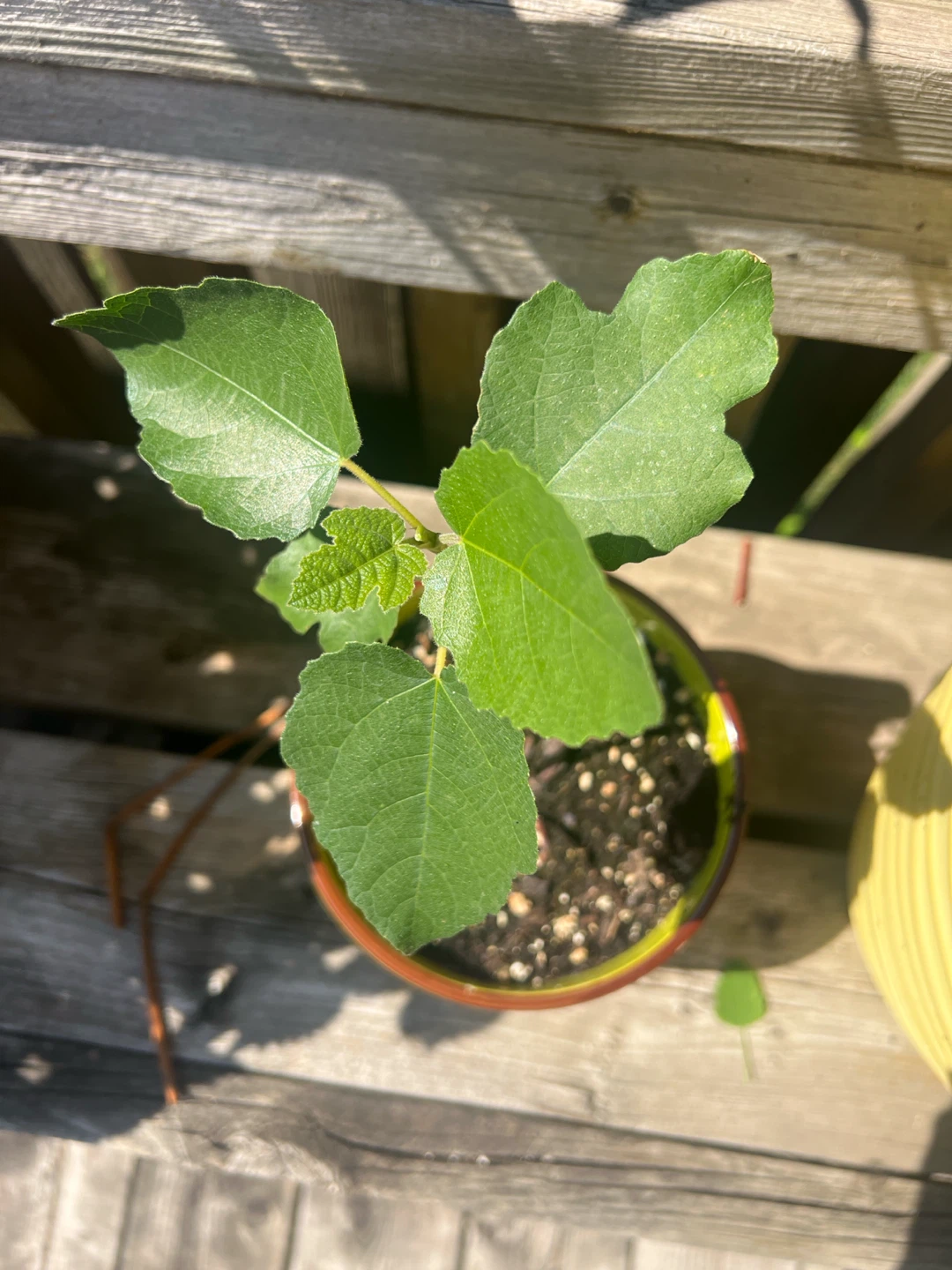 Young Fig Tree Plant in Pot - photo 2