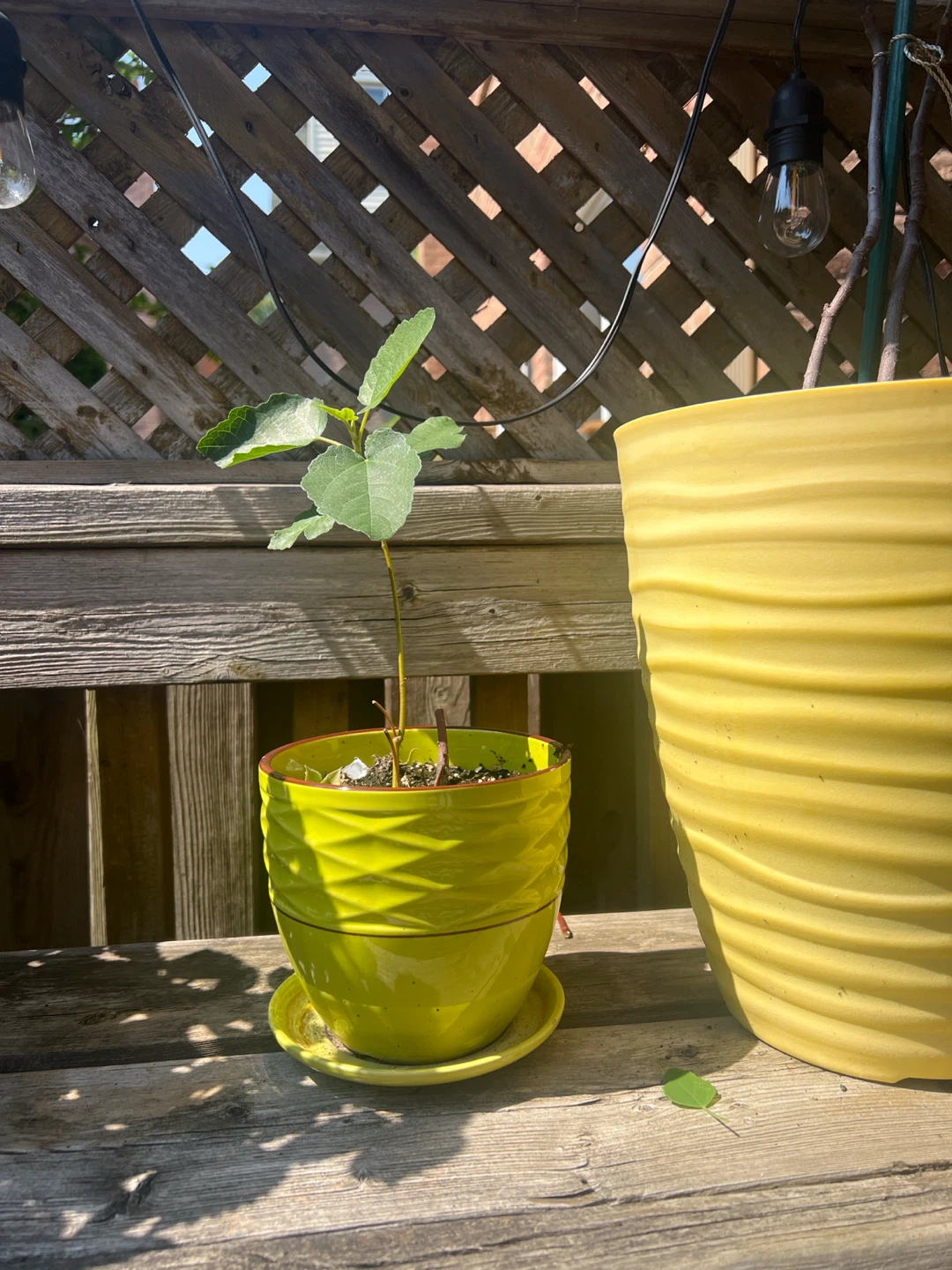 Young Fig Tree Plant in Pot - photo 3