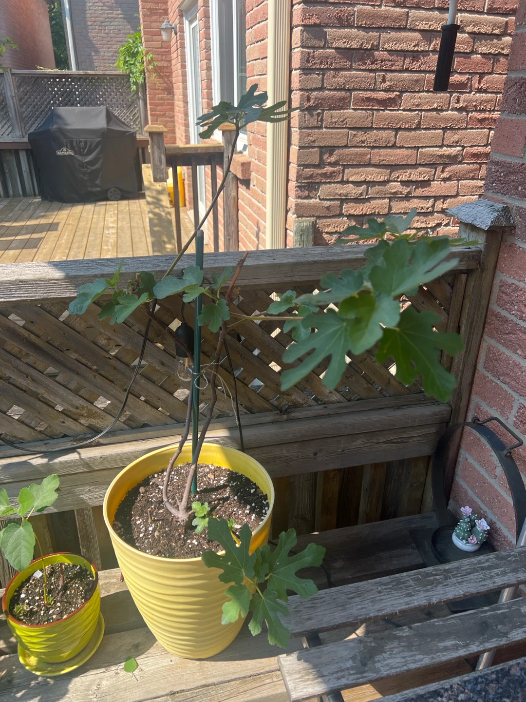 Big Potted Fig Tree