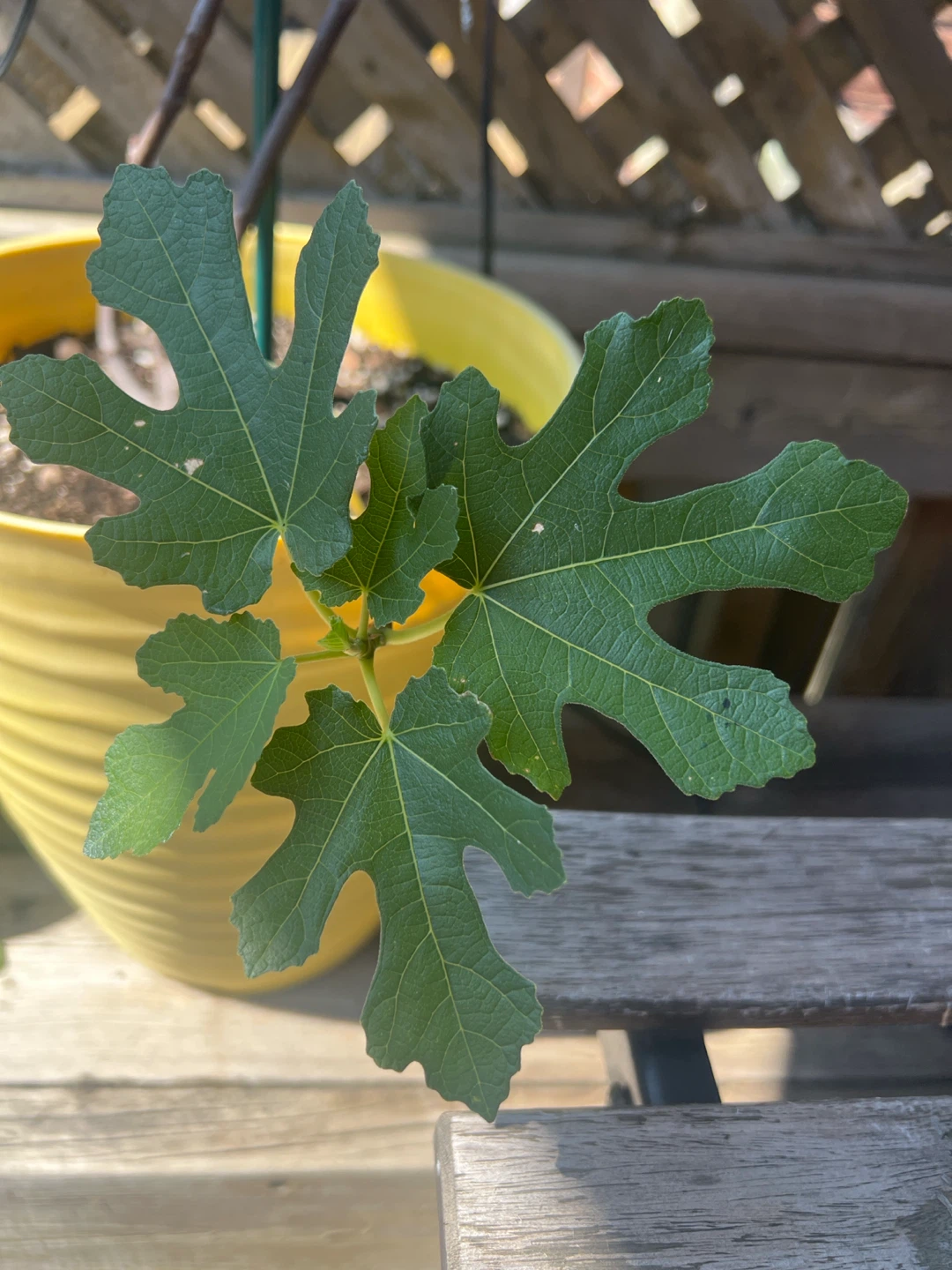 Big Potted Fig Tree - photo 2