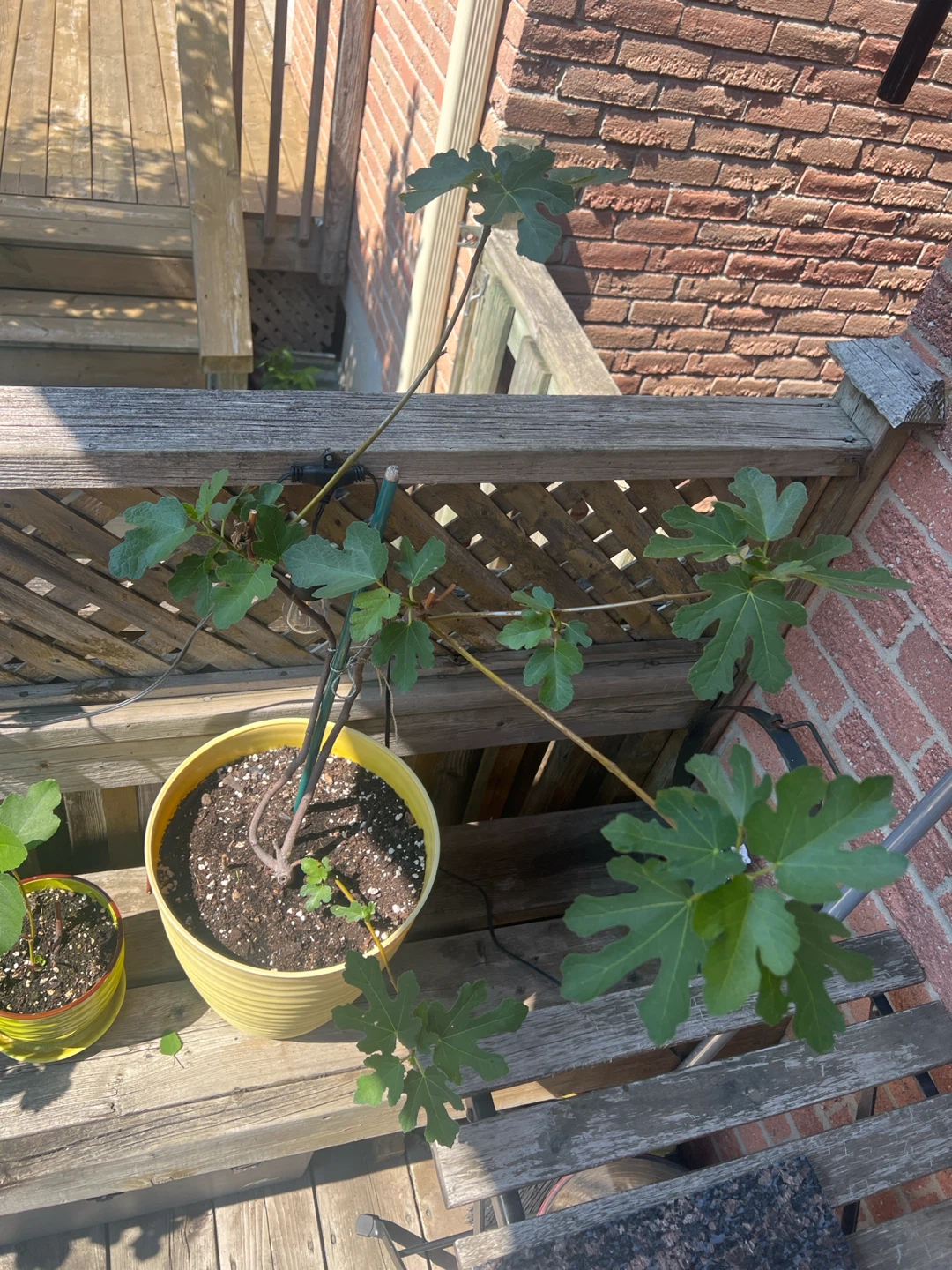Big Potted Fig Tree - photo 3