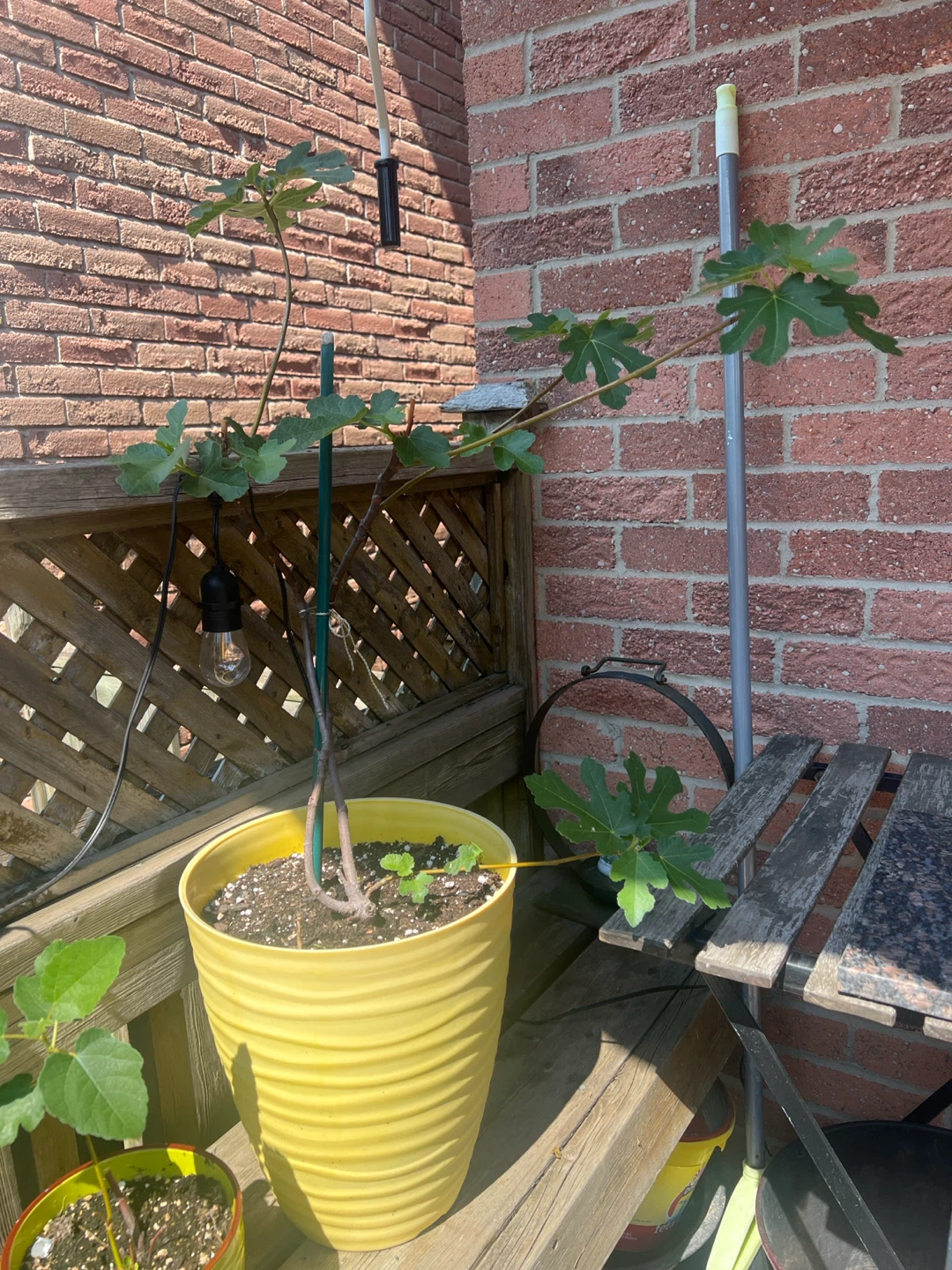 Big Potted Fig Tree - photo 4