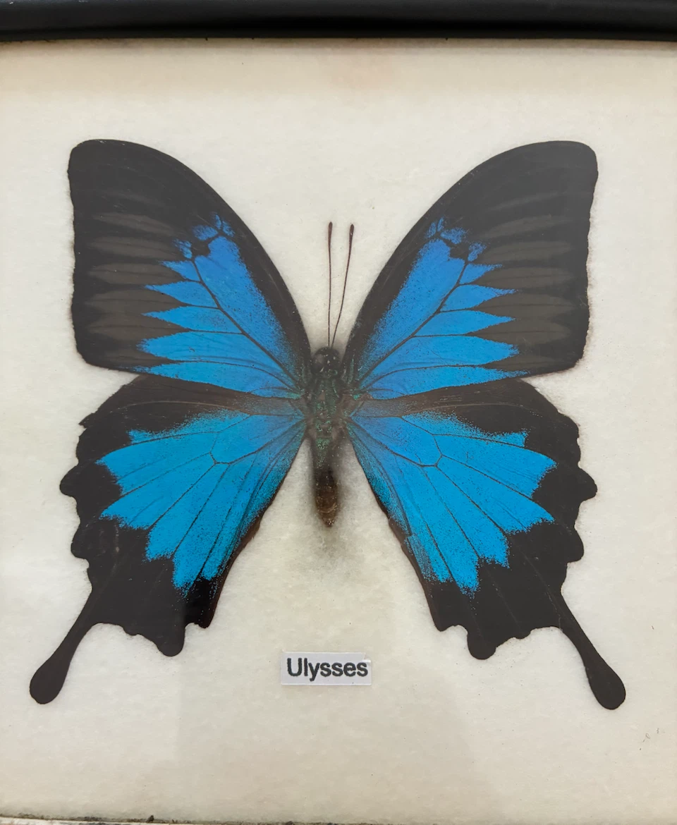 Framed Ulysses Butterfly Display