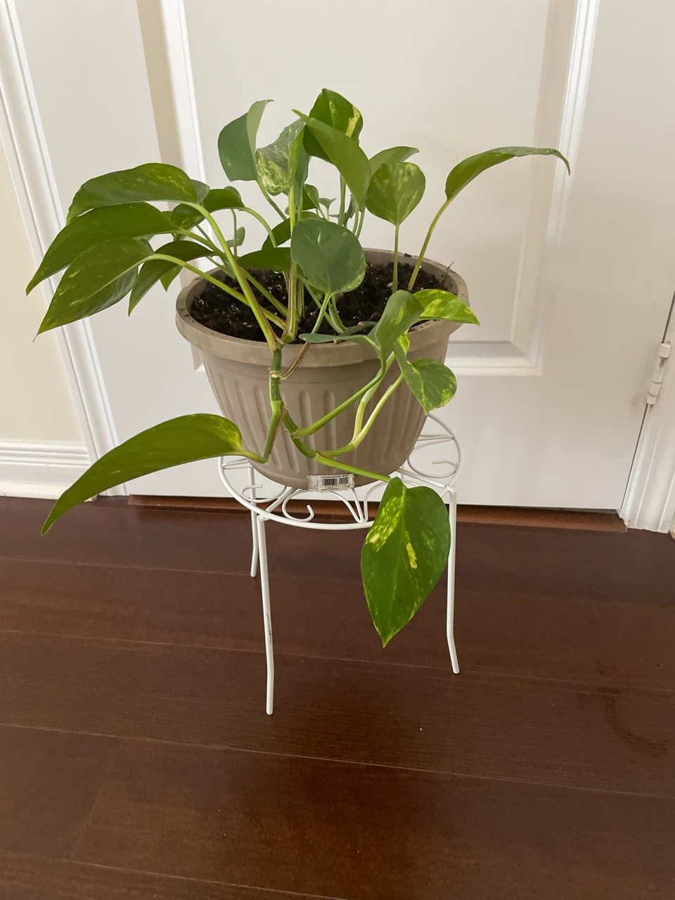 Pothos Plant in Pot and stand