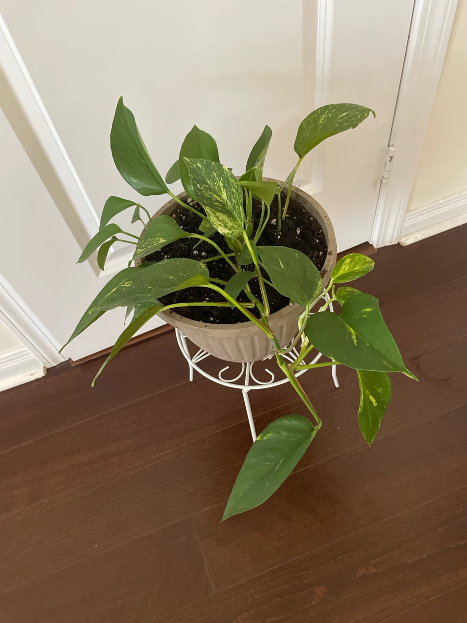 Pothos Plant in Pot and stand - photo 2