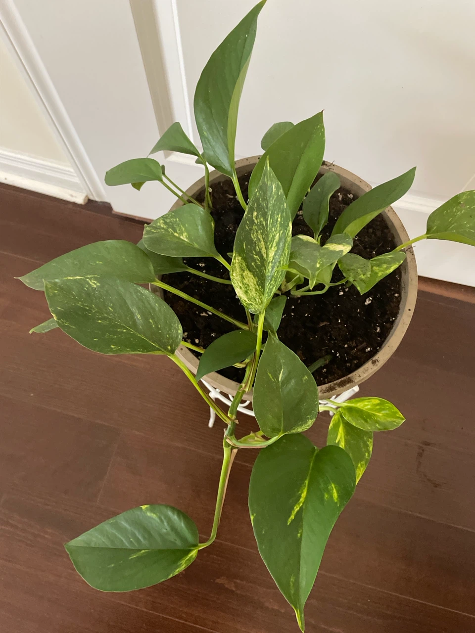 Pothos Plant in Pot and stand - photo 3
