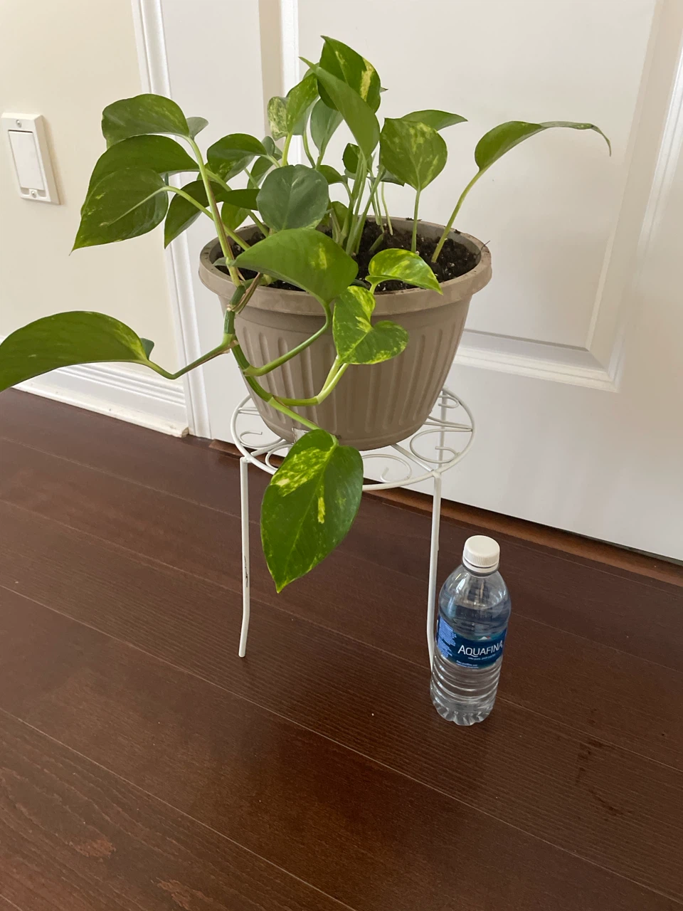 Pothos Plant in Pot and stand - photo 4
