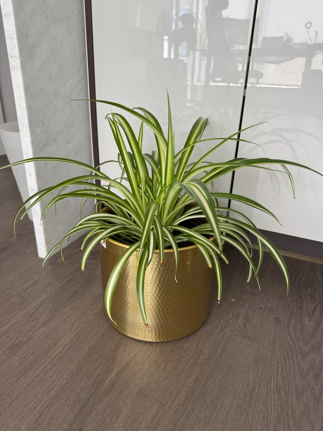 Spider Plant in Gold Pot