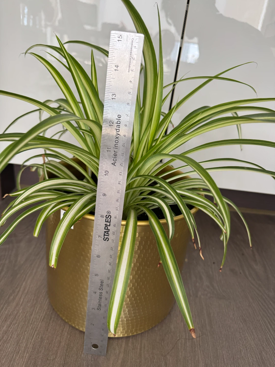 Spider Plant in Gold Pot - photo 2