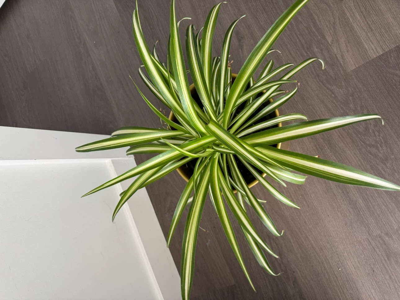 Spider Plant in Gold Pot - photo 3