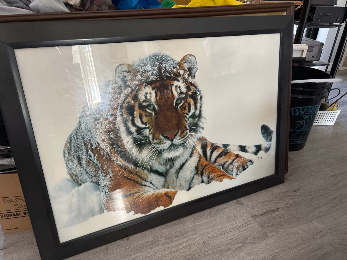 Framed Tiger Art Print