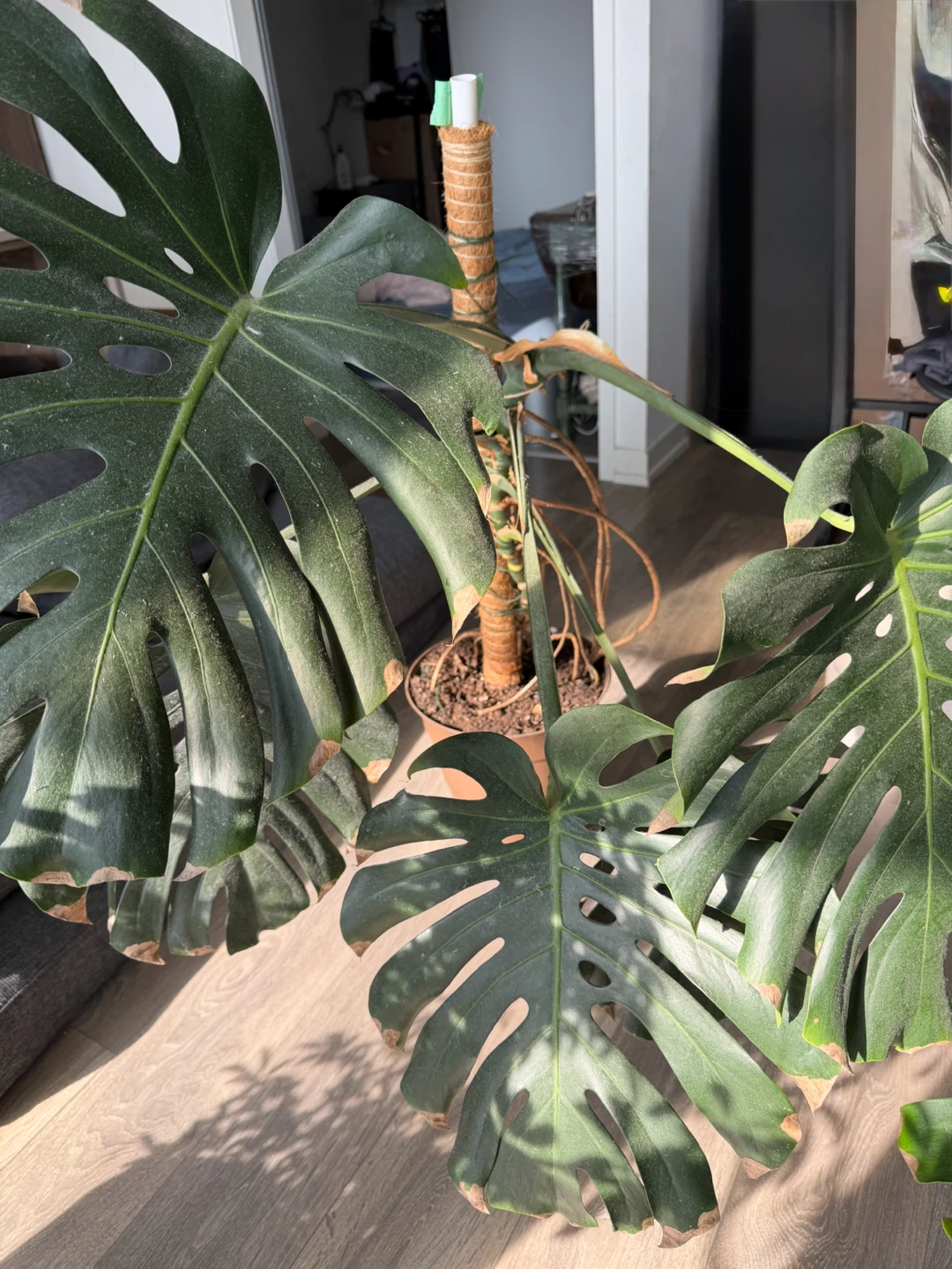 Monstera Deliciosa Plant