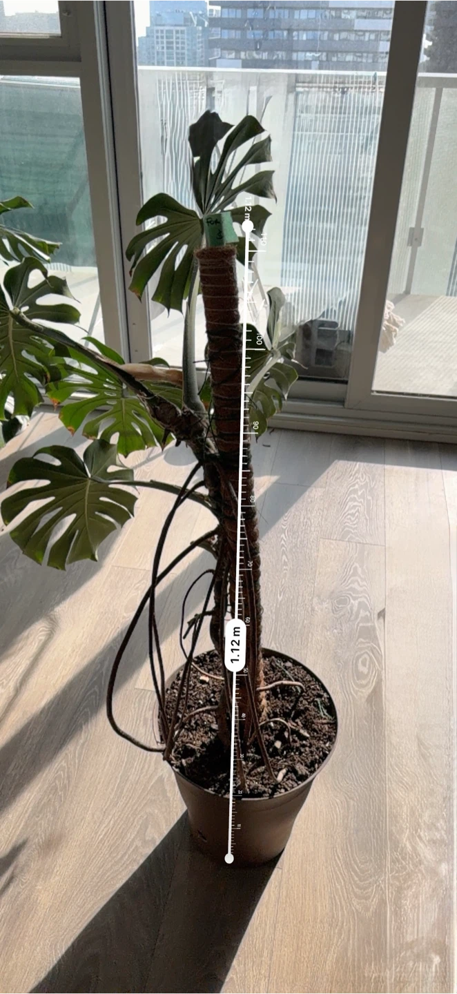 Monstera Deliciosa Plant - photo 2
