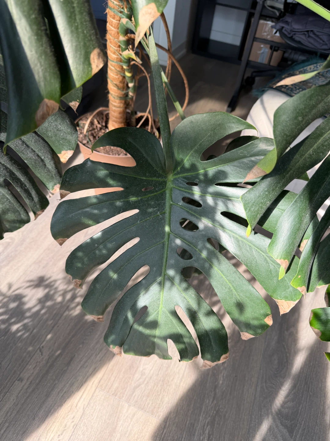 Monstera Deliciosa Plant - photo 3