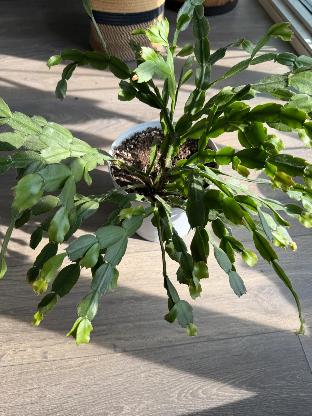 Christmas Cactus Plant