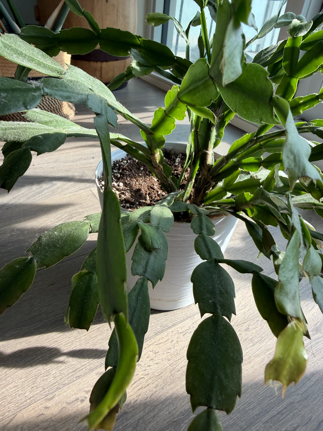 Christmas Cactus Plant - photo 2