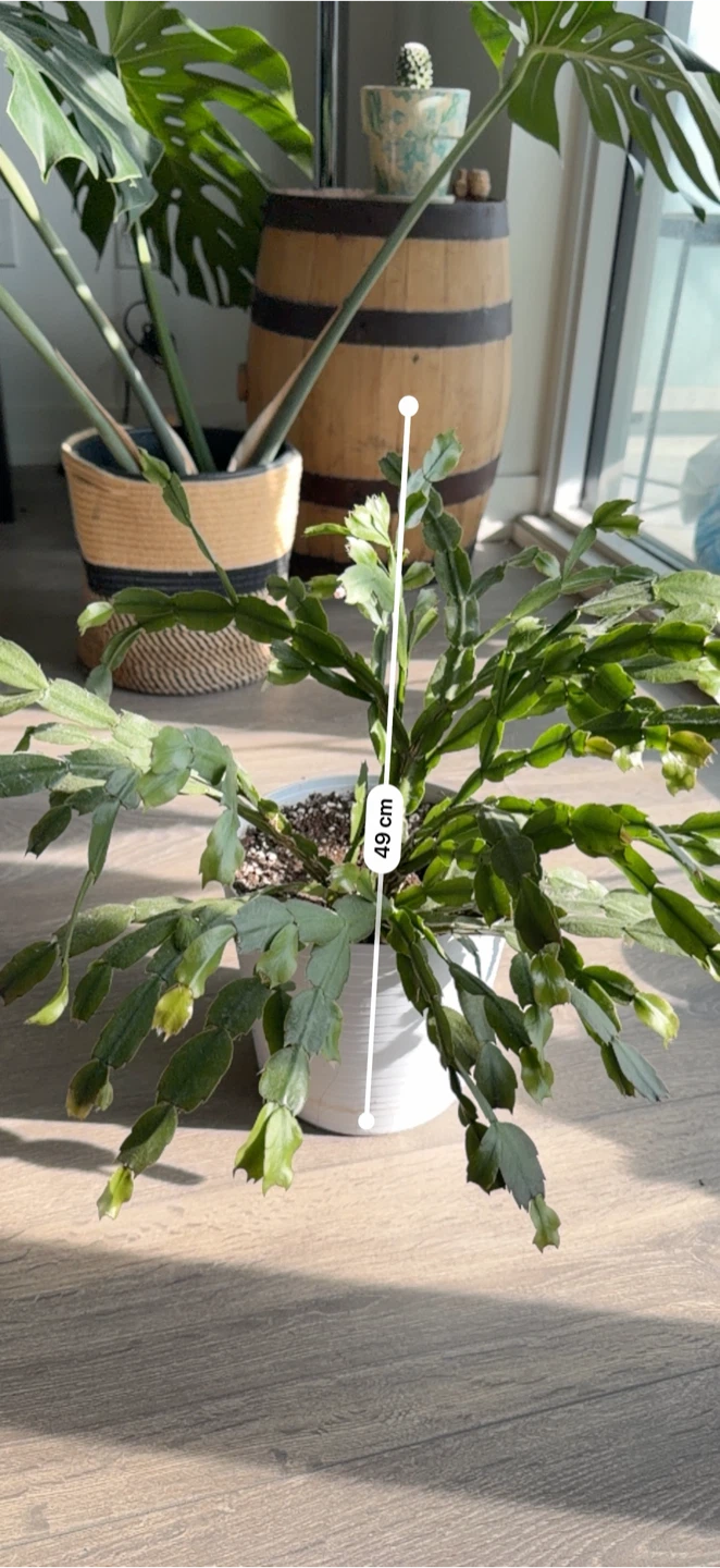 Christmas Cactus Plant - photo 3