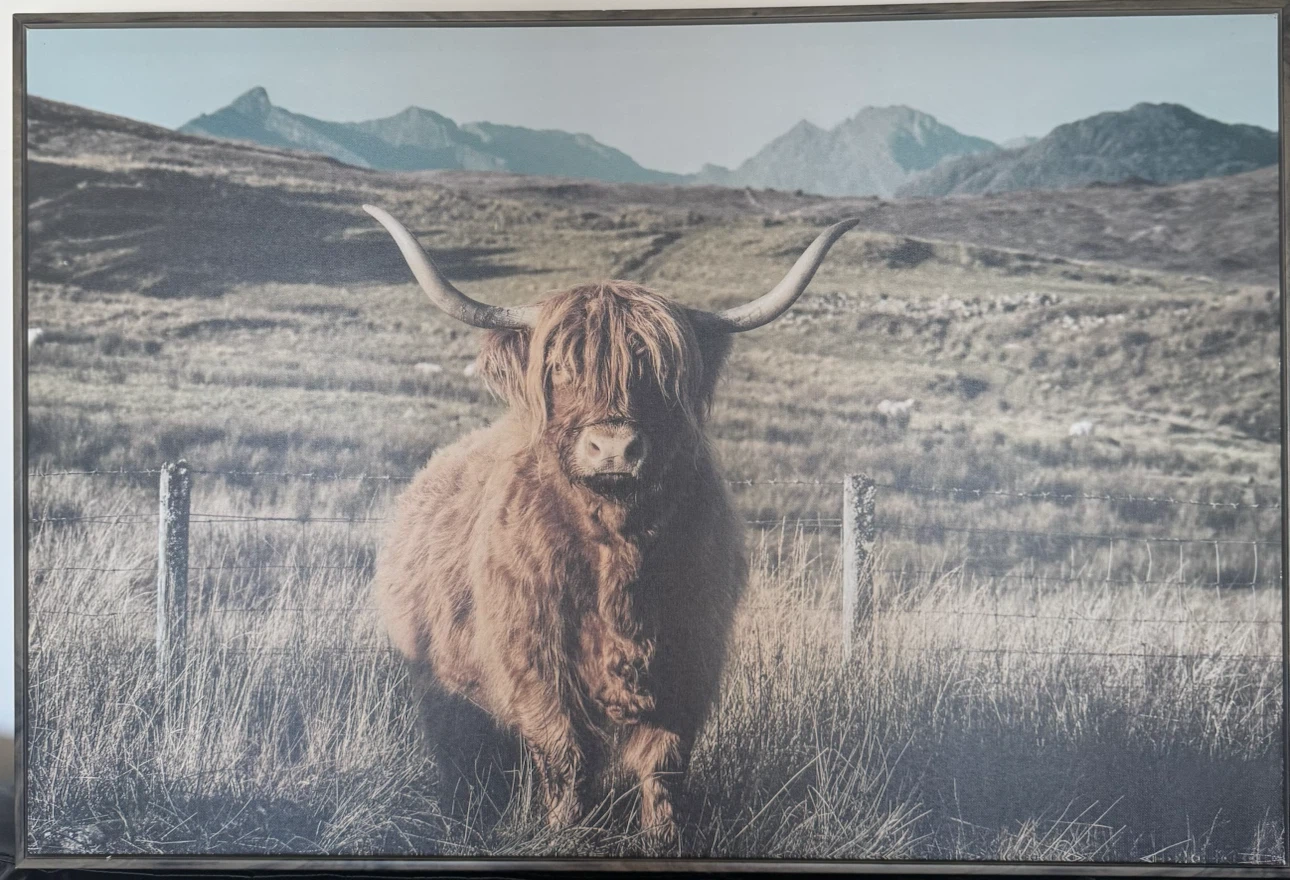 Highland Cow Canvas Wall Art