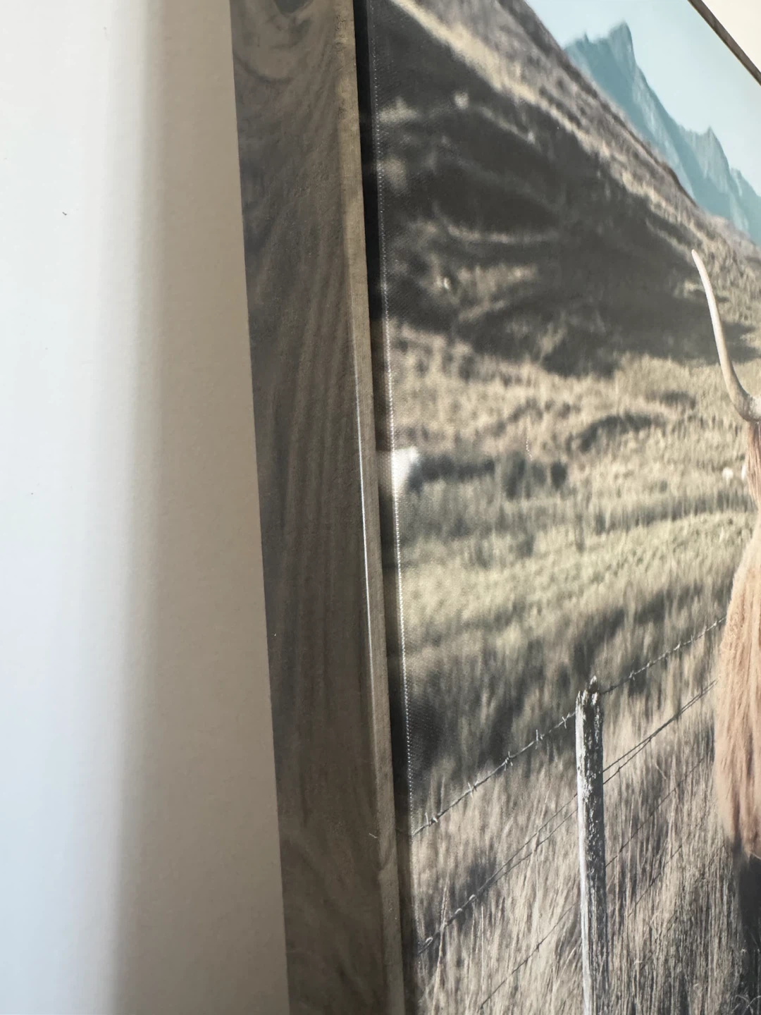 Highland Cow Canvas Wall Art - photo 3