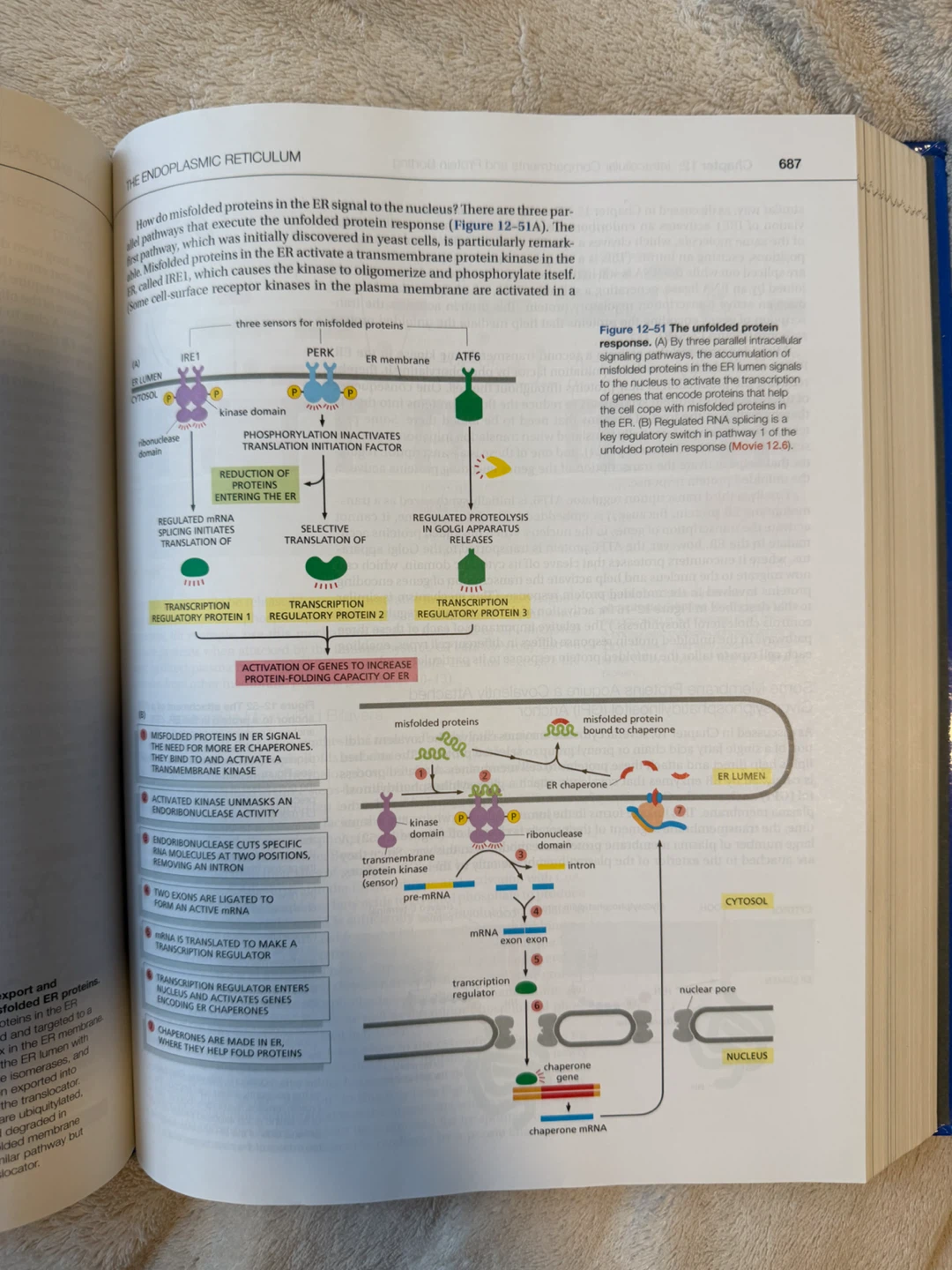 Molecular Biology of the Cell: Sixth Edition Textbook - photo 3