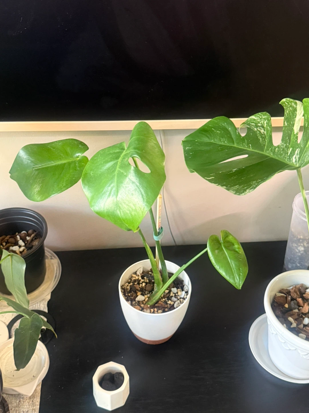 Monstera Plant with self watering pot