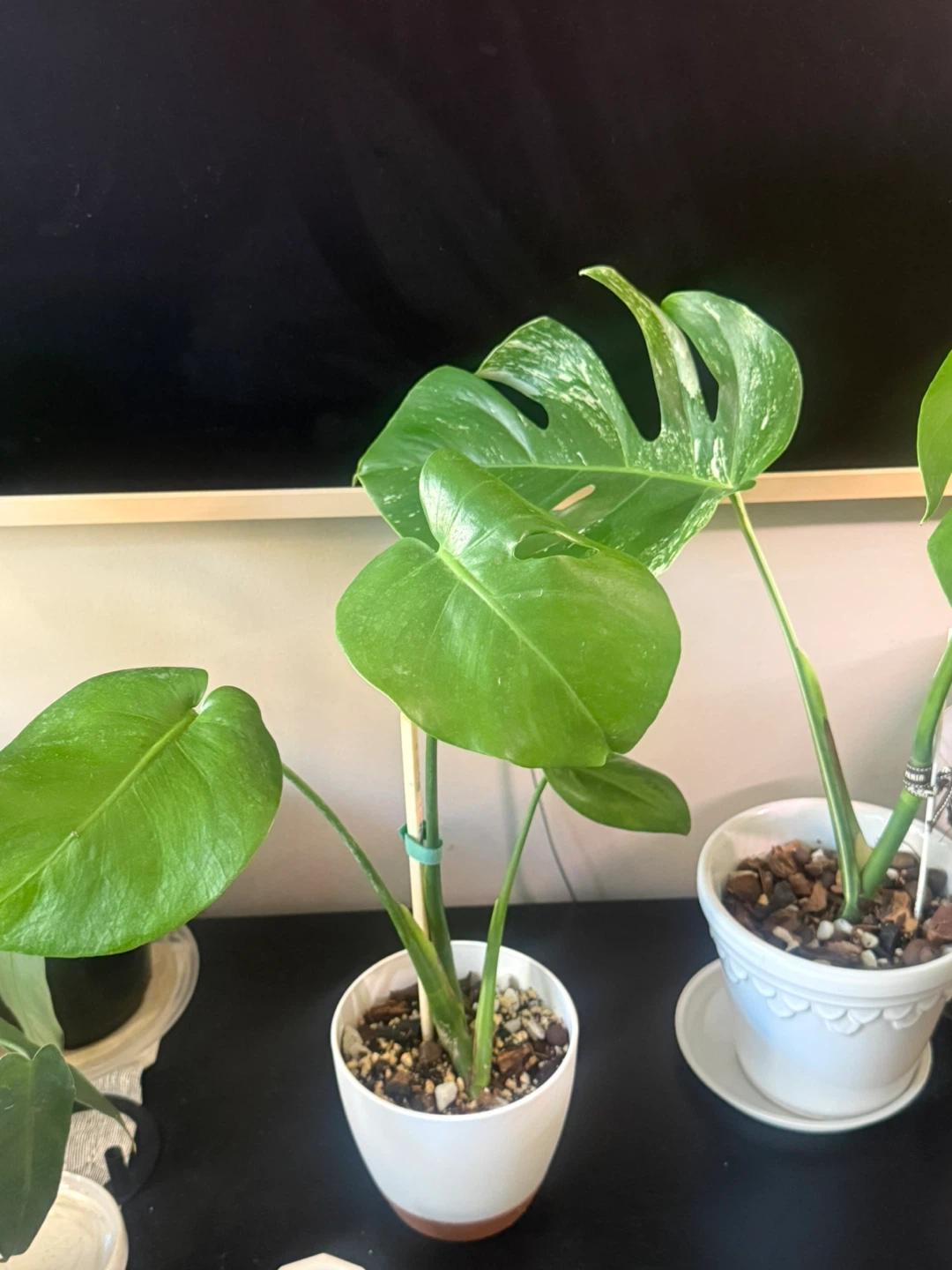 Monstera Plant with self watering pot - photo 2