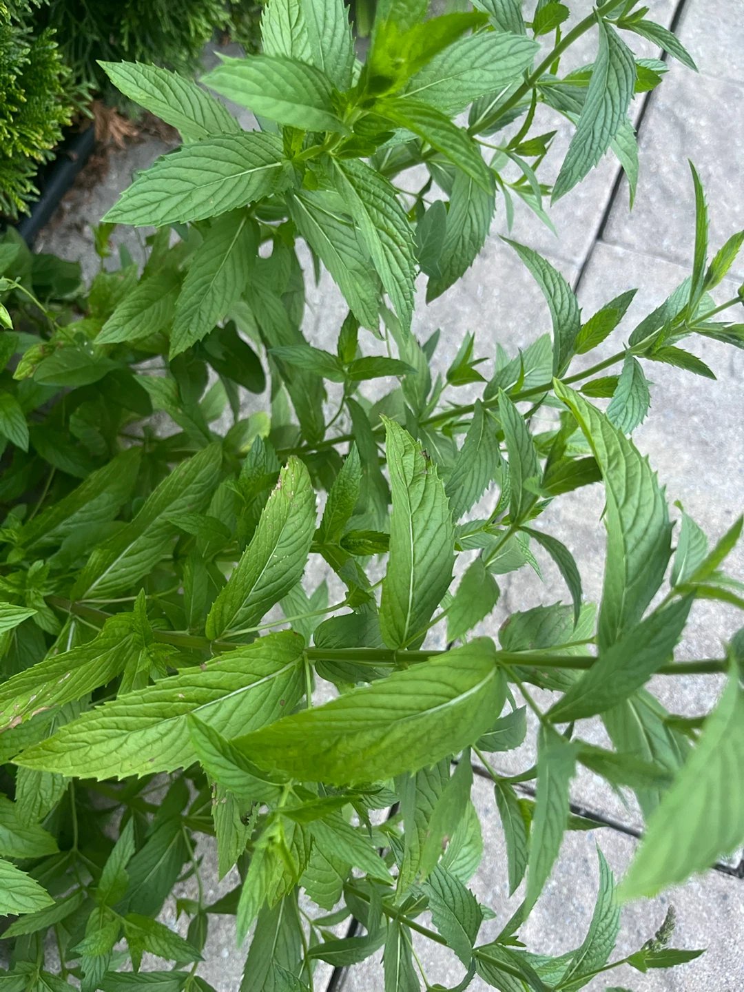 Fresh Mint