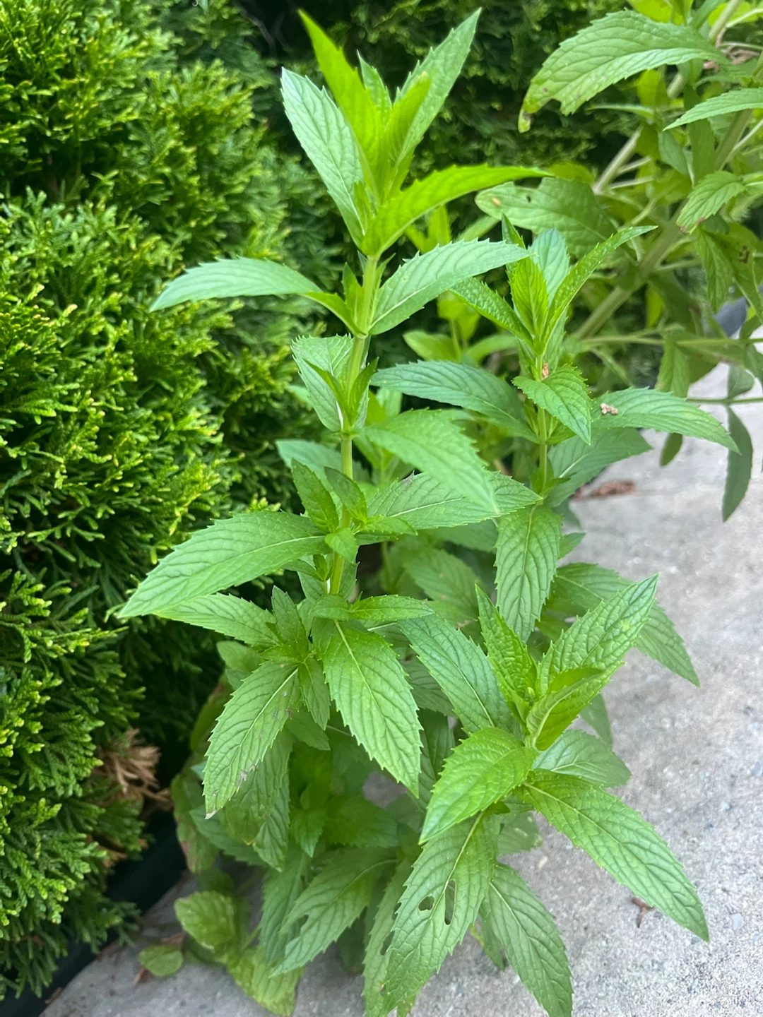Fresh Mint - photo 2