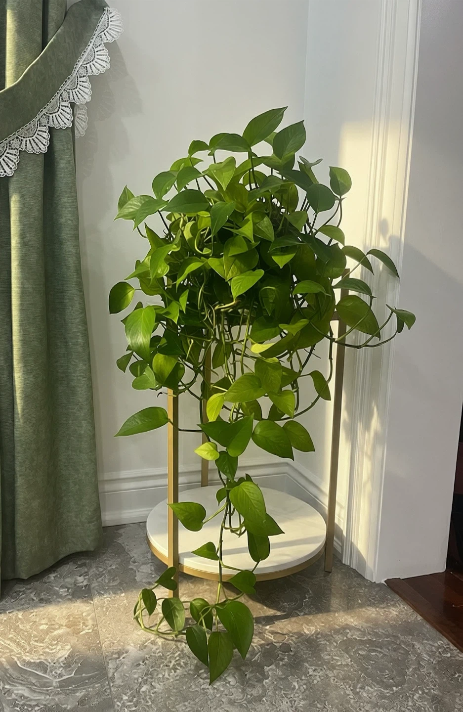 Green Pothos Plant in Pot