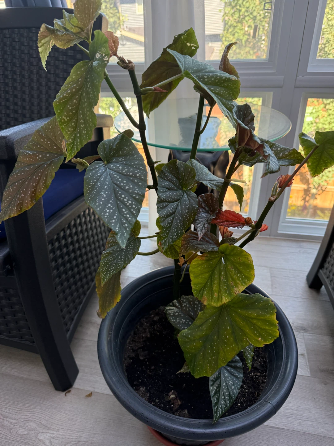 Polka Dot Begonia Plant