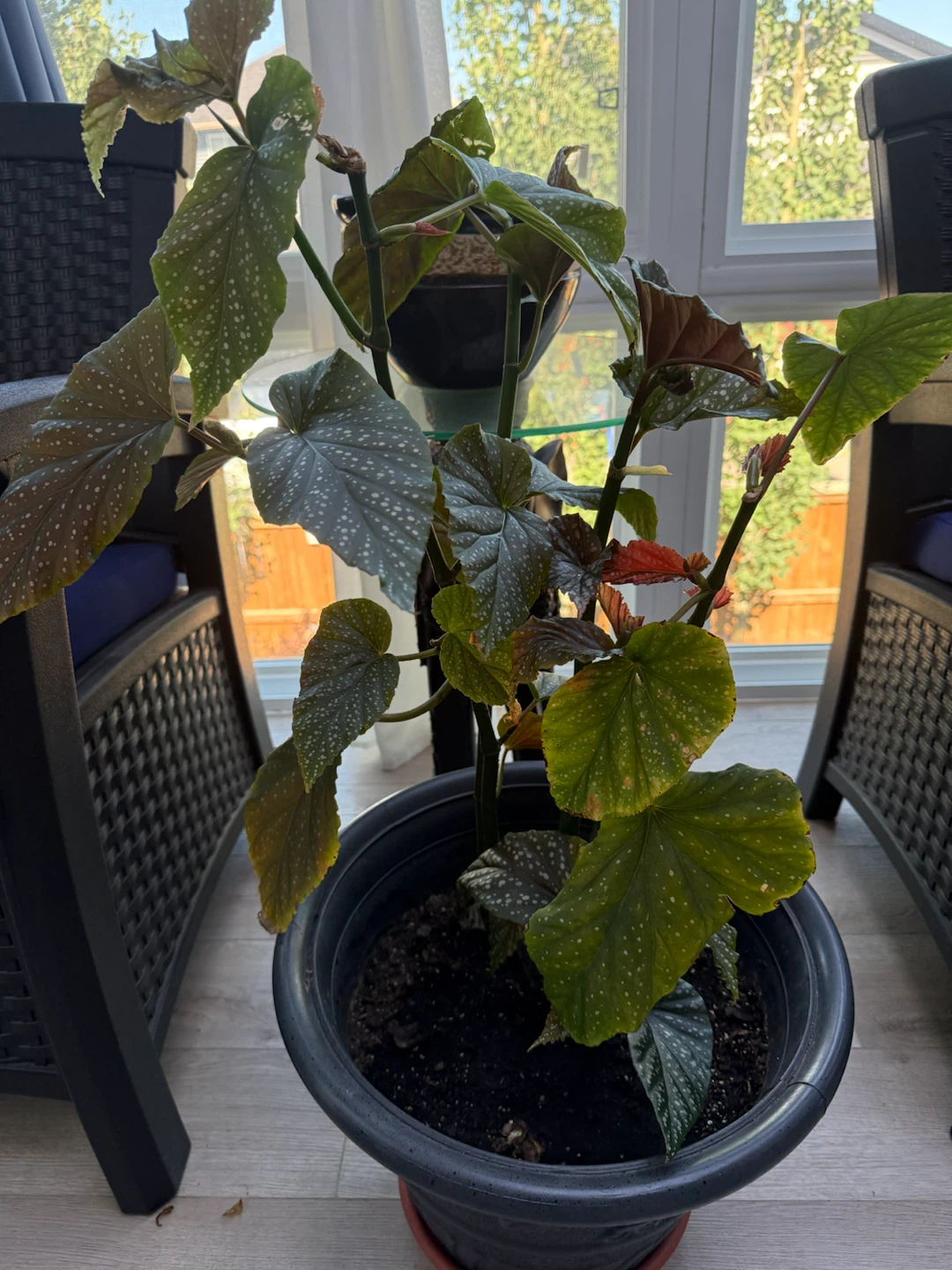 Polka Dot Begonia Plant - photo 2