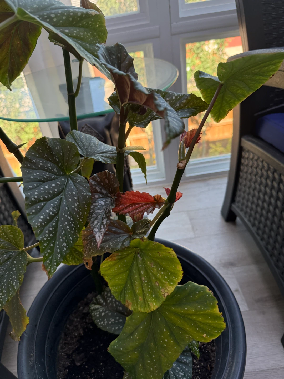 Polka Dot Begonia Plant - photo 3