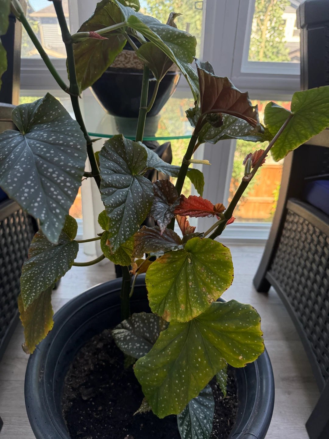 Polka Dot Begonia Plant - photo 4