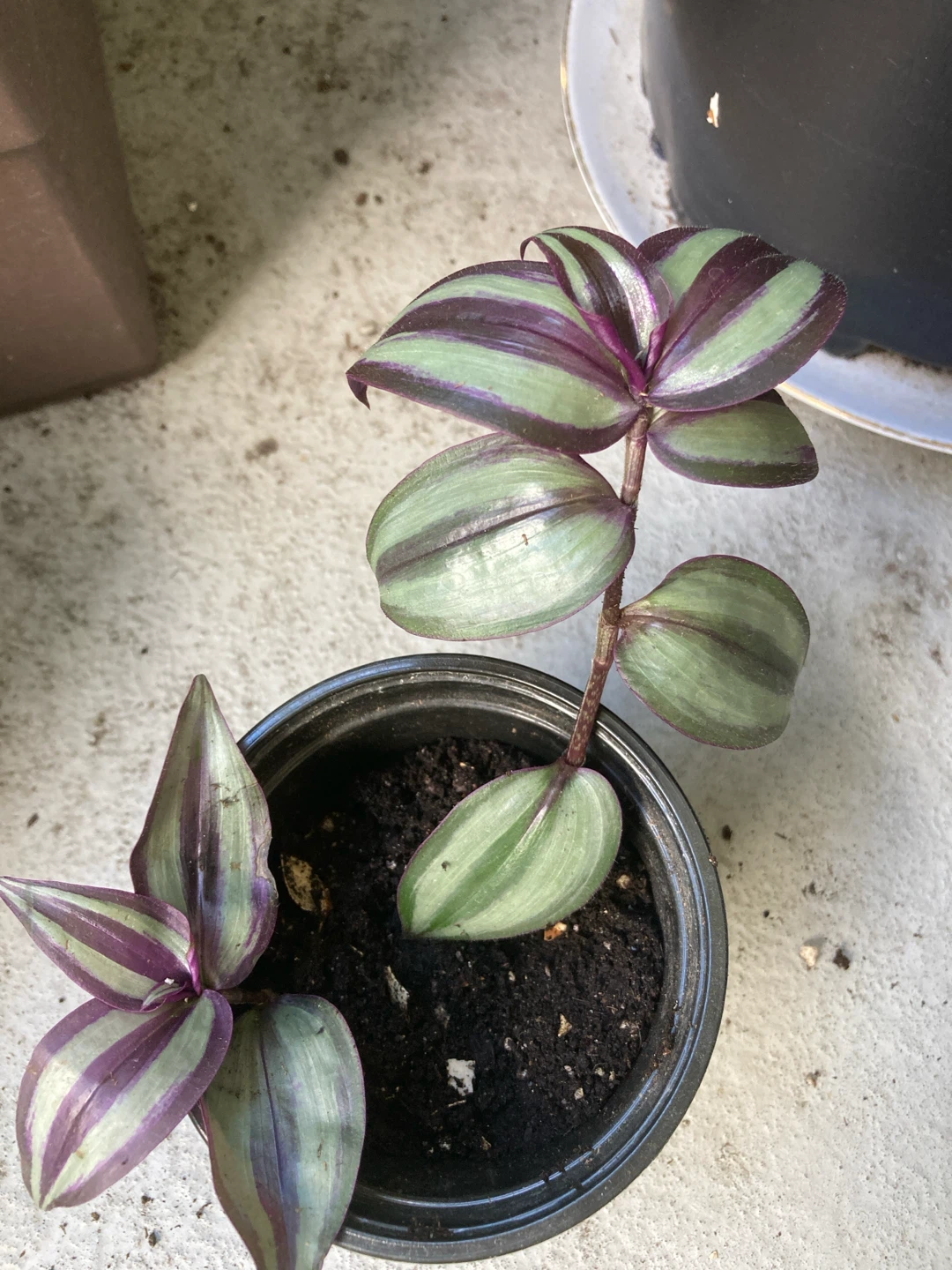 Tradescantia Zebrina Plant