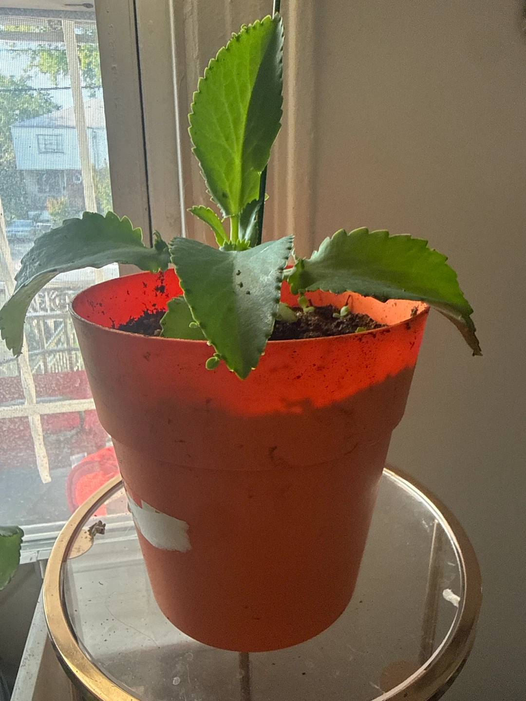 Kalanchoe. Mala madre