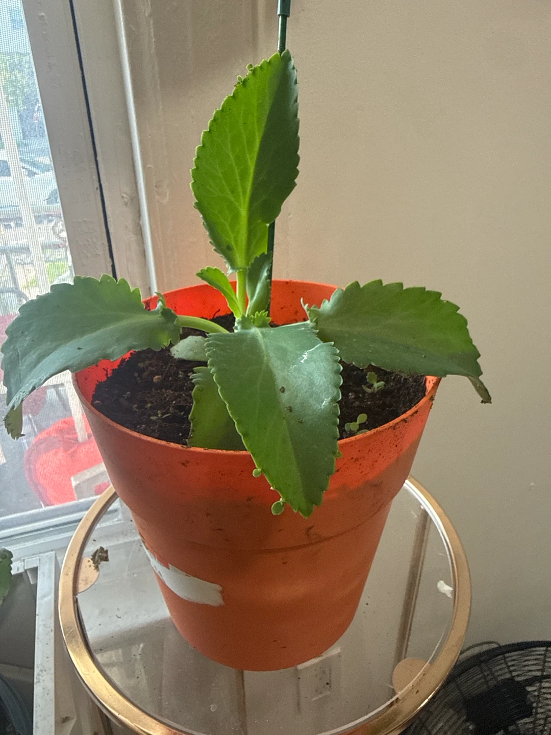 Kalanchoe. Mala madre - photo 2